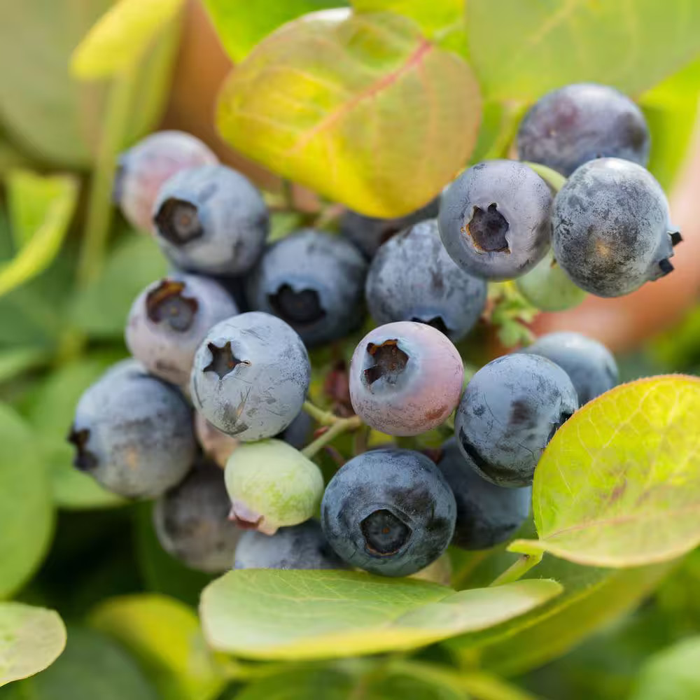 Peach Sorbet Blueberry Live Plant (2 Gal.)