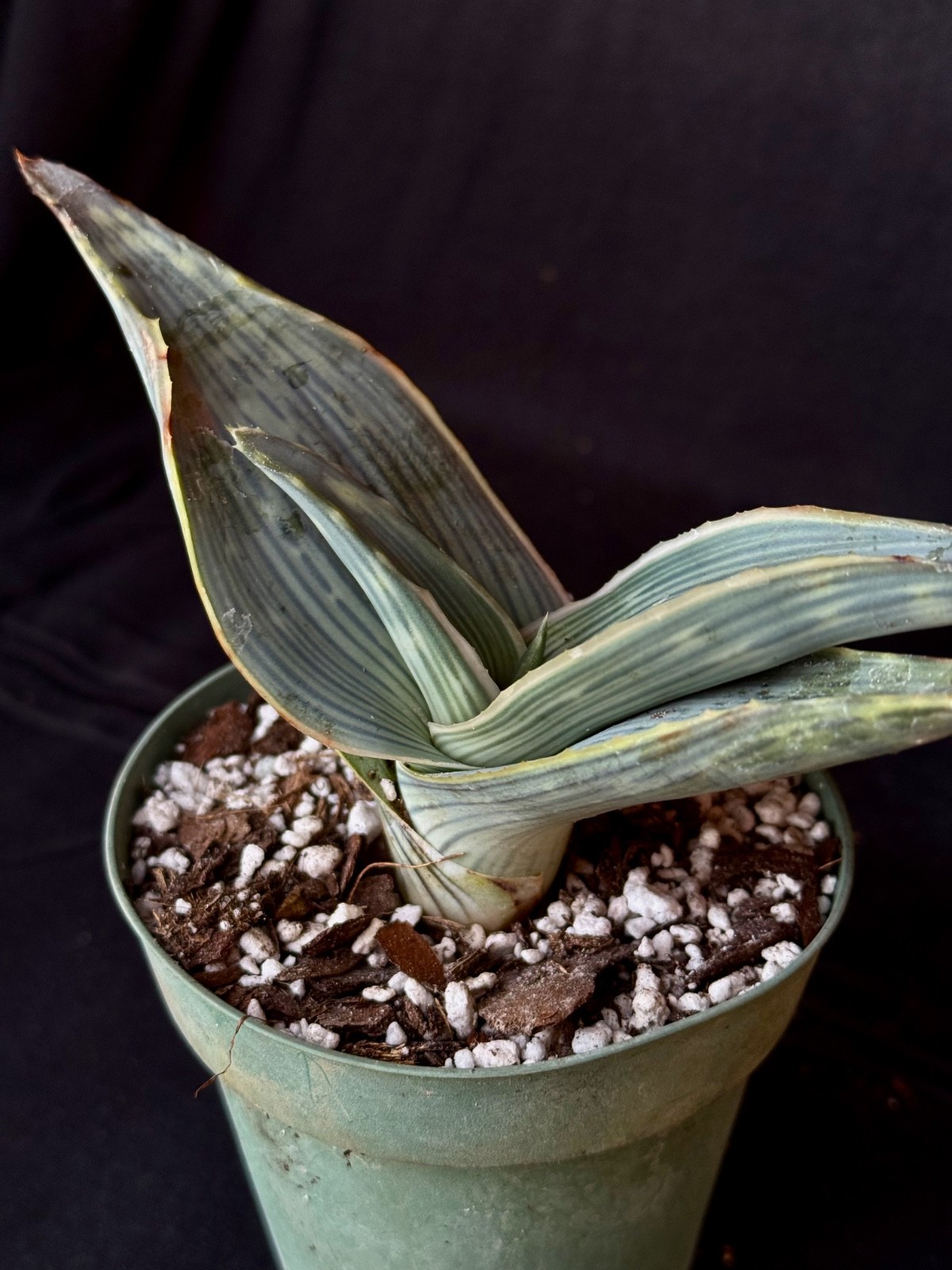 Aloe karasbergensis, aloe plant