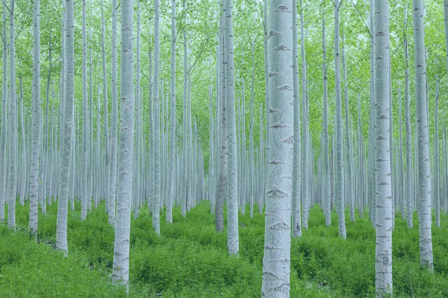 White Poplar Seeds for Planting – 30 Seeds – Stunning White Leaf Tree – Fast Gro