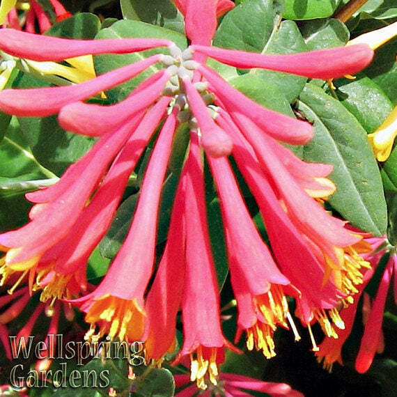 Trumpet Honeysuckle – Lonicera sempervirens – Live Plant