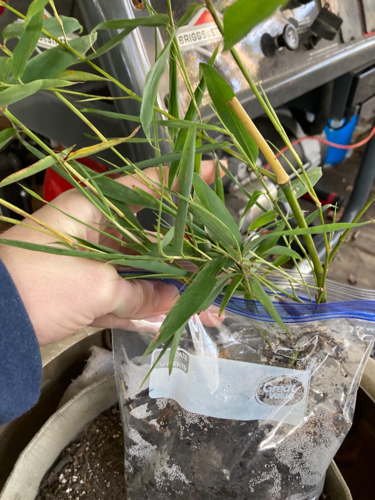 LIVE Phyllostachys vivax rhizomes X15 Chinese timber) FreeShipping4doubleorders