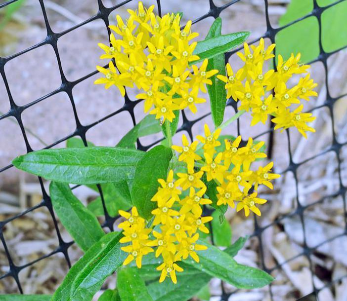 Asclepias tuberosa Hello Yellow RARE (Monarch Host Plants) 5 seeds