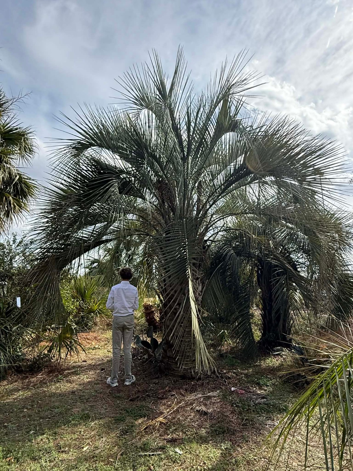 Butia yatay Seeds – Yatay Palm! RARE!!!