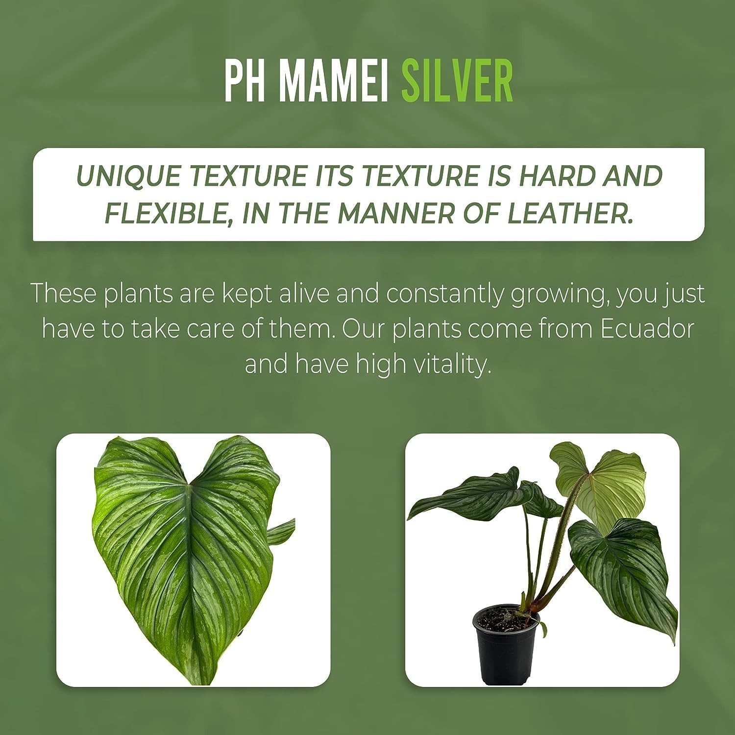Philodendron Mamei Silver by LEAL PLANTS ECUADOR | Live Elephant Ear Plant