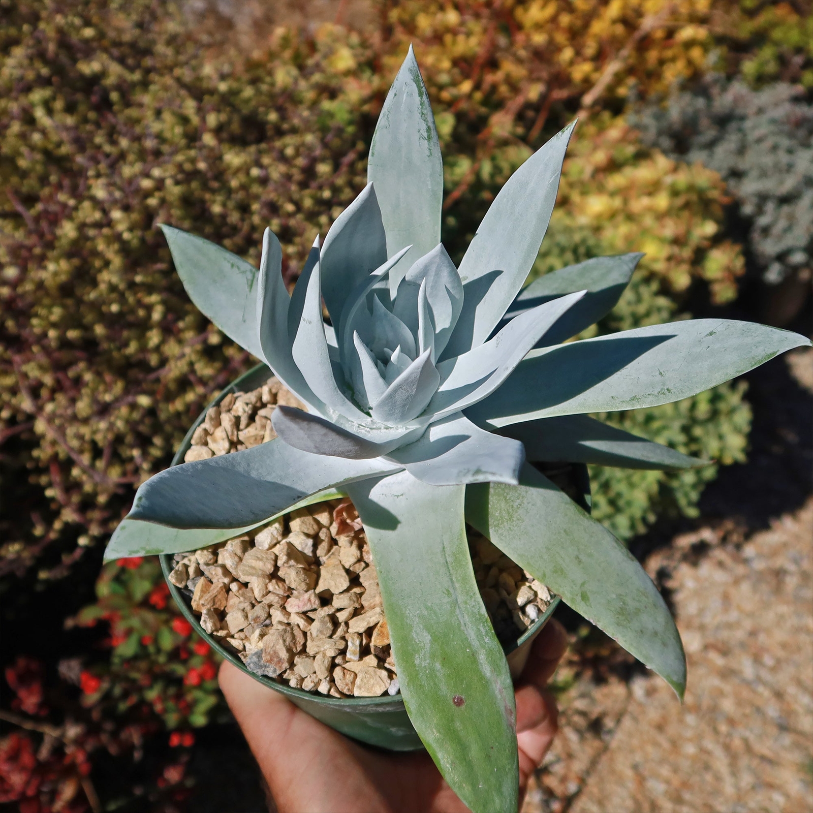 Giant Chalk Dudleya ‘Dudleya brittonii’ cactus Cacti Succulent real live plant