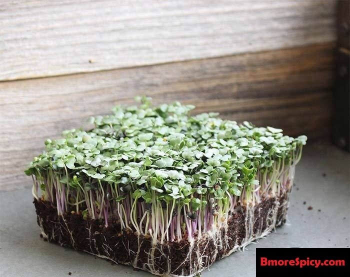 Spicy Salad Mix Seeds MicroGreens Arugula Cabbage Kale Kohlrabi Broccoli Mustard