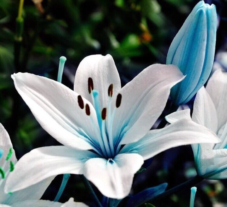50+ Seeds Blue Lily / blue Rare Lily Plant Seeds Potted. (#6235)