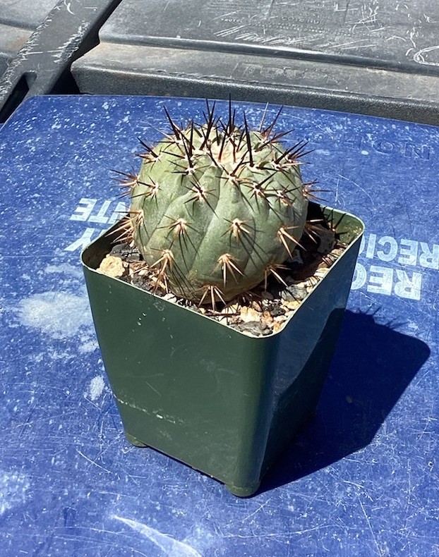 Beautiful Copiapoa Cinerea -Blk Spines- RARE! (Own Roots) -Sold Potted
