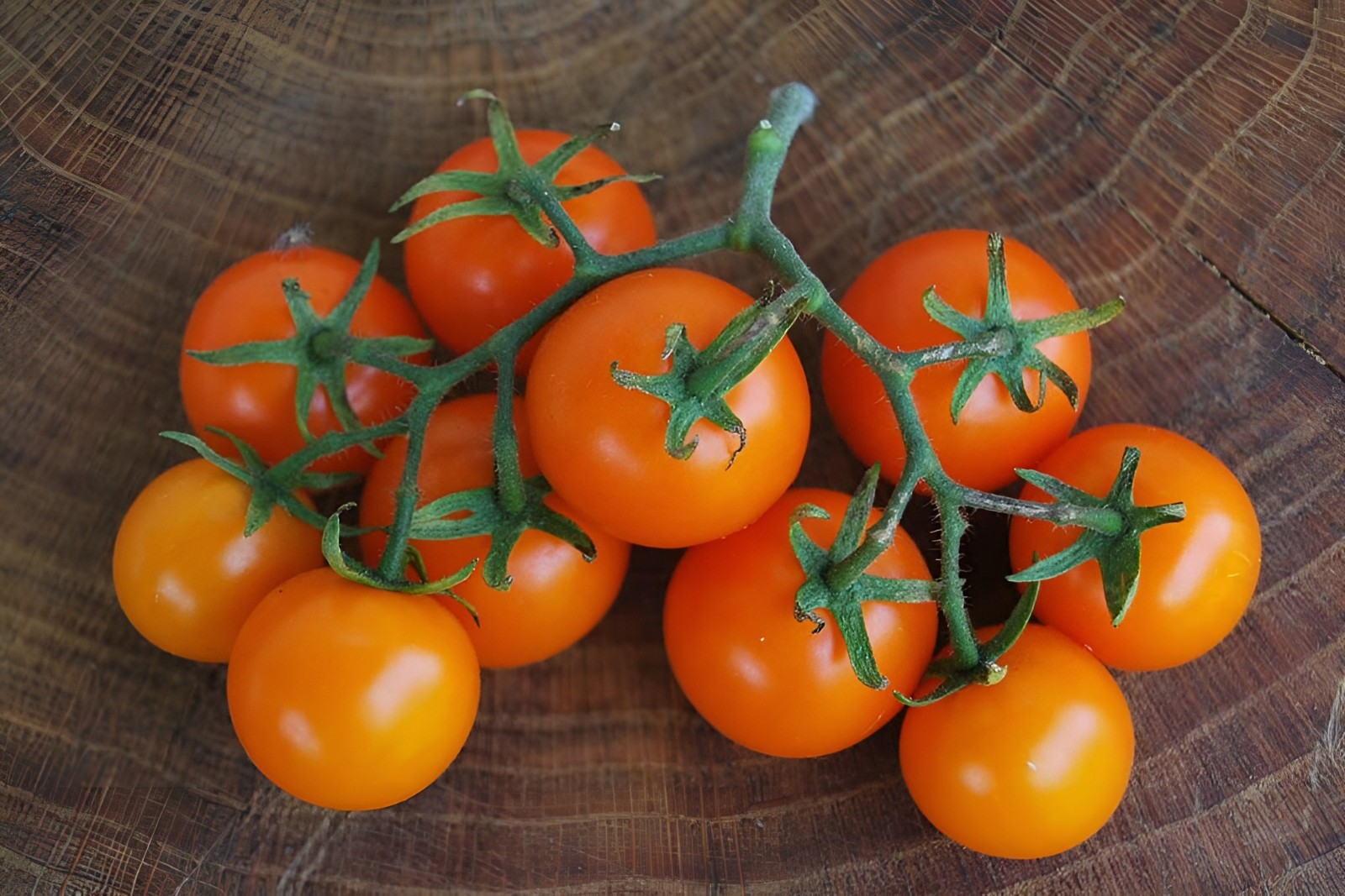 50 Rare Sweet Orange II Cherry Tomato Seeds – Open Pollinated Version Of Sungold
