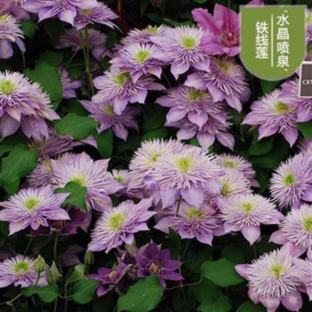 20 EXOTIC RARE CLEMATIS SEEDS garden flower plant vine climber USA SELLER USPS