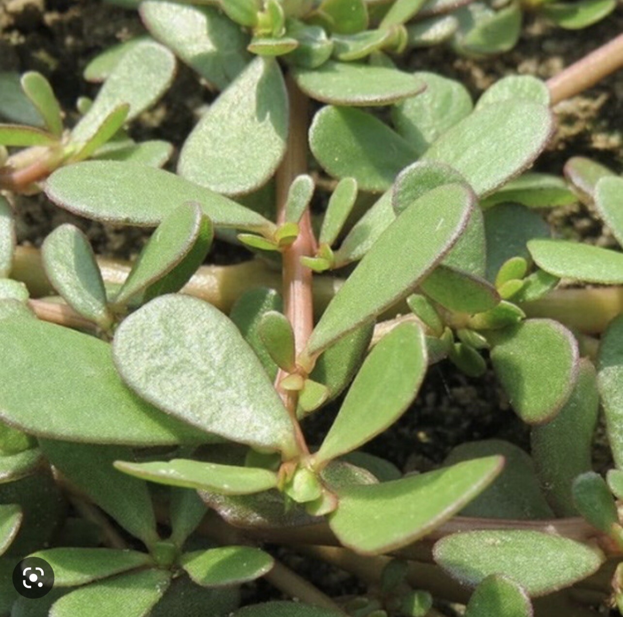 1 Pot Live Roots Plant , Portulaca Sativa Most Omega 3 Of Any Leafy (Rau Sam )