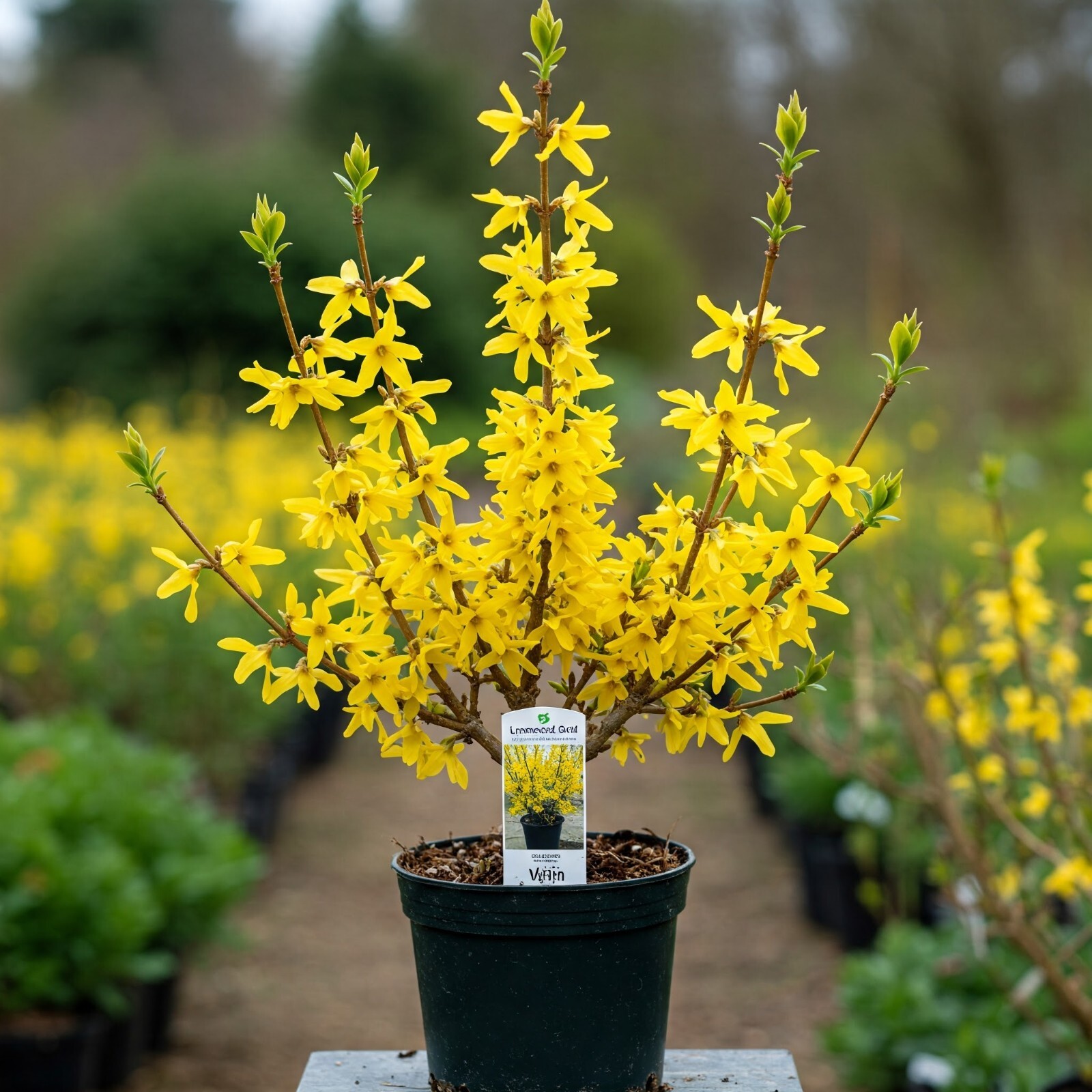 Lynwood Gold Forsythia Live Plant Fast Growing Upright Shrub Deciduous In 1Q Pot