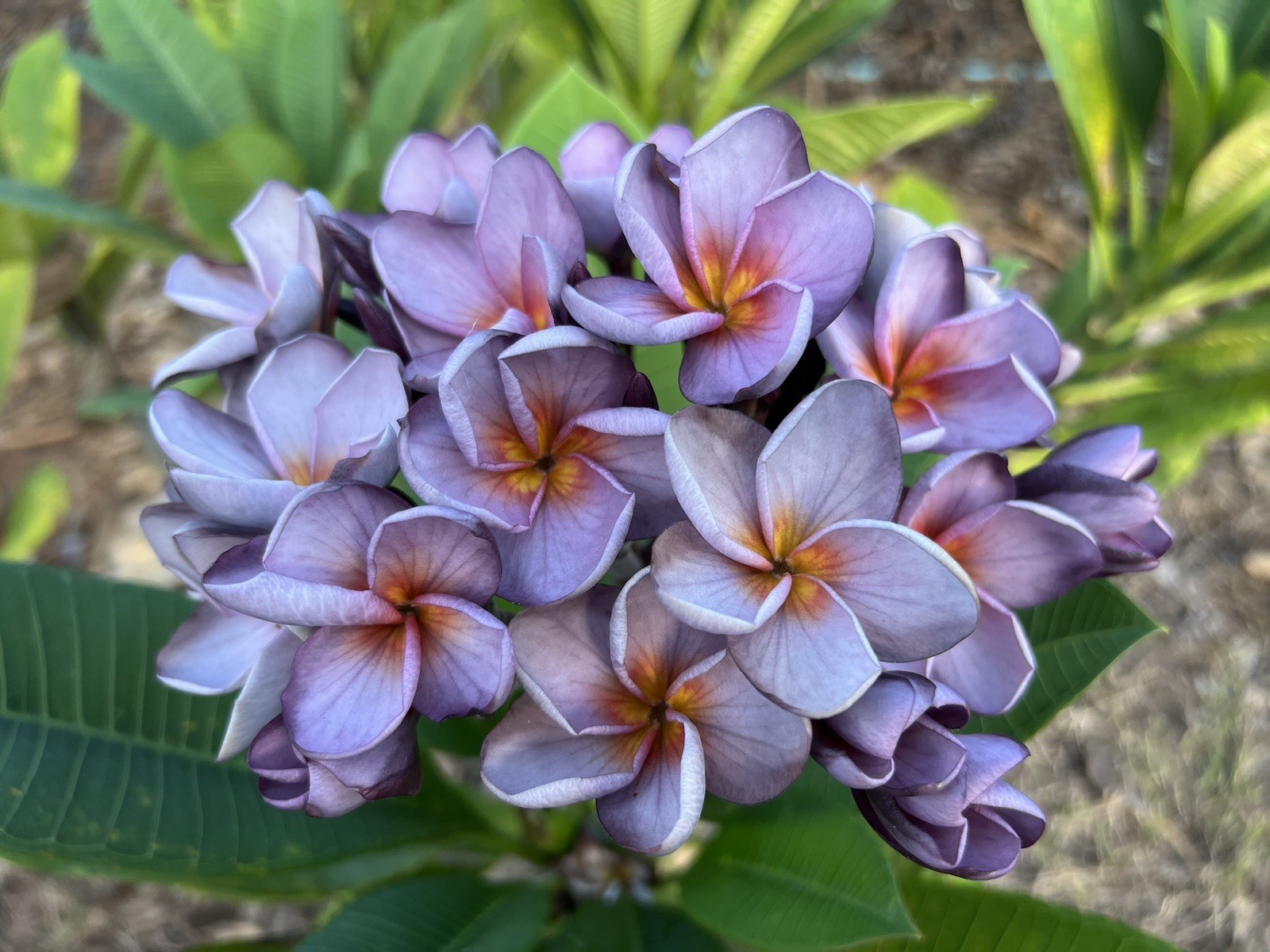 Mixed Thai Seeds bulk (Plumeria Kingdom)