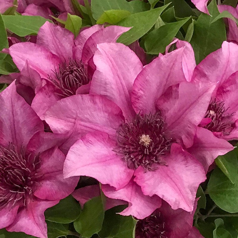 25 Elodie Clematis Seeds Climbing Perennial Plumeria Bloom Seed 714 USA SELLER