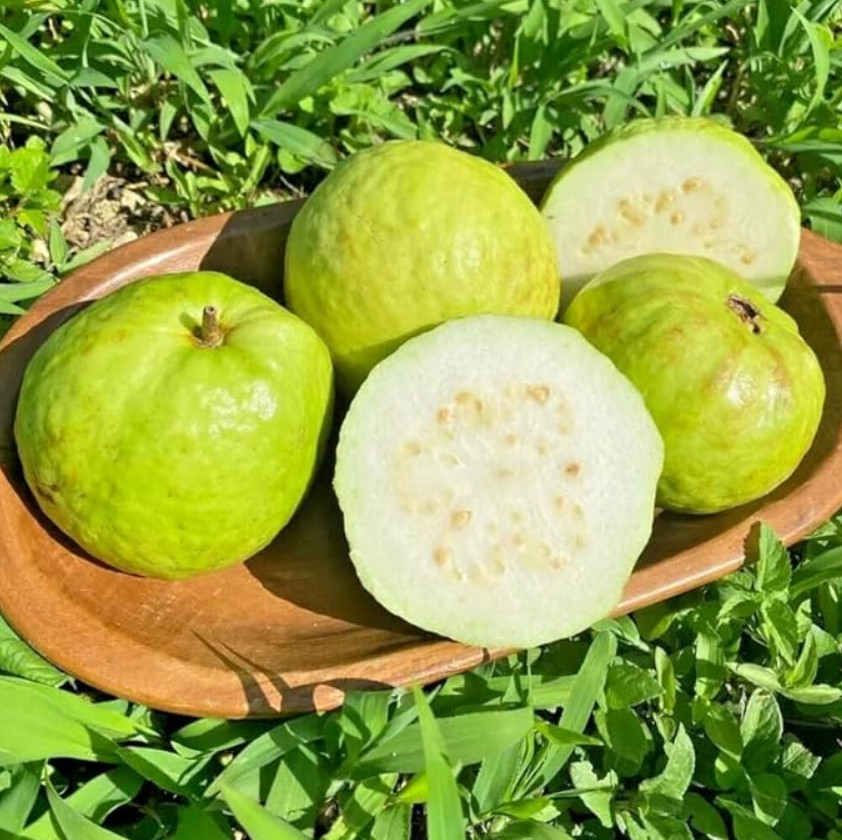 White Guava Live Plant – 8-10″ Tall in 4” Pot – Tropical Fruit Tree