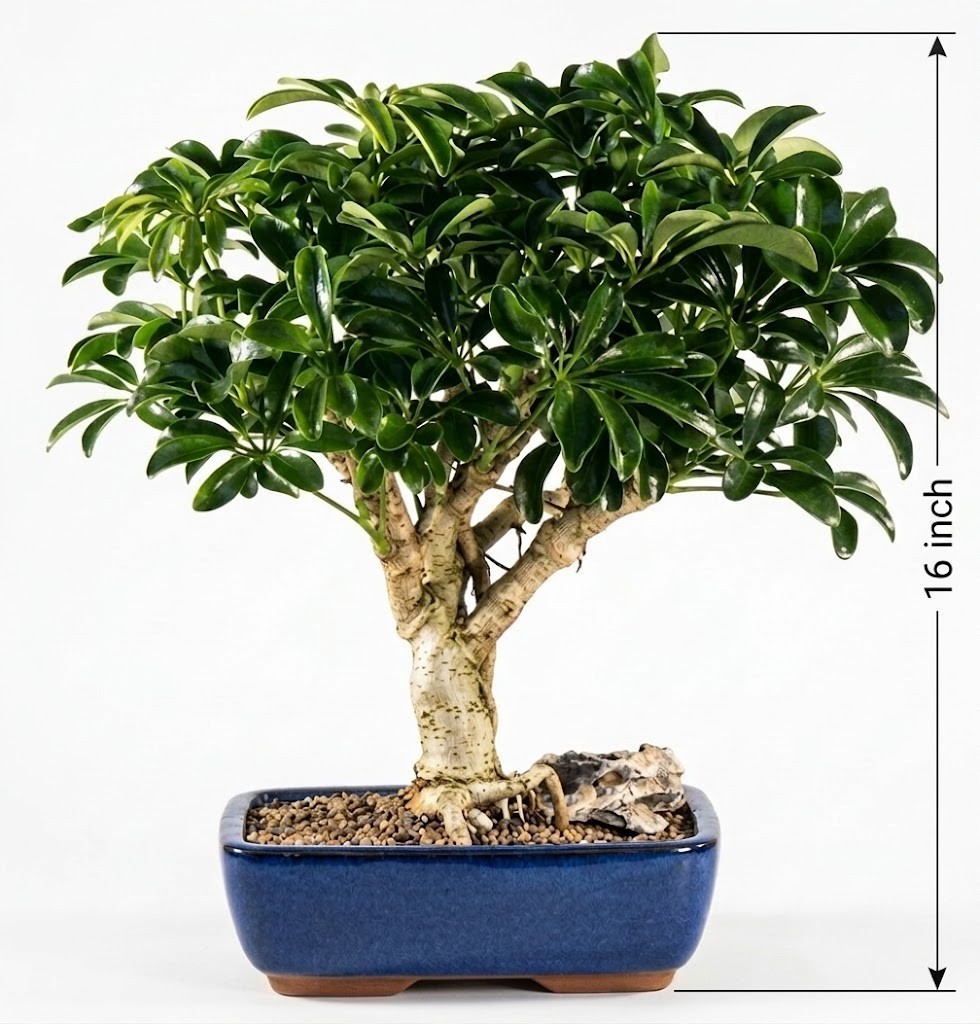 Live 15 Yr Old Hawaiian Umbrella Bonsai Tree Schefflera Luseanne Large 16″H