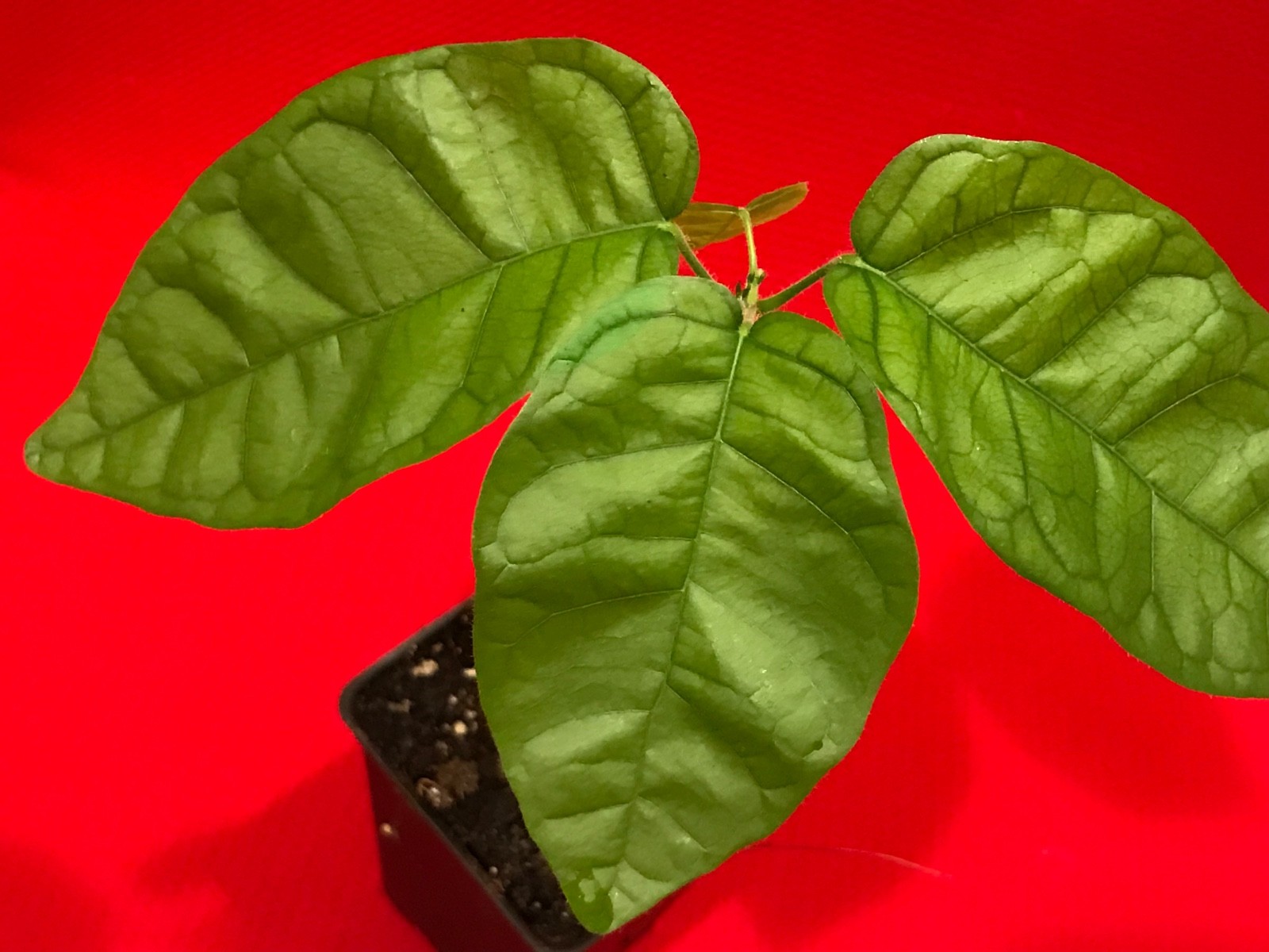 FORASTERO Jaco Jaca Variety Theobroma Cacao Cocoa Chocolate Fruit Tree Potted Pl