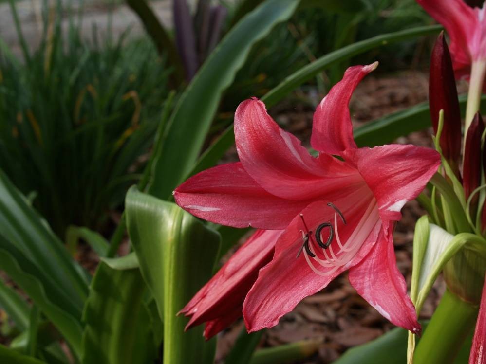 Crinum Lily, Lorraine Clark, medium-size bulb, NEW