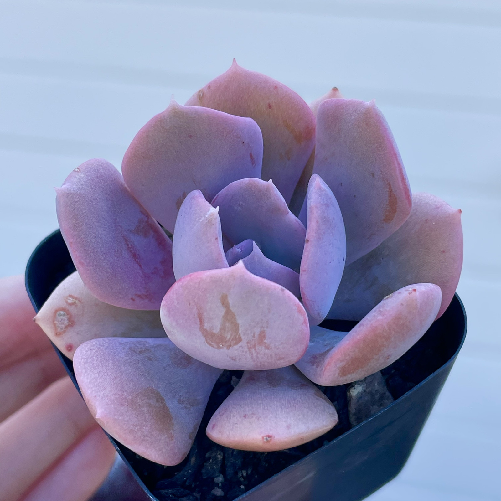 Rare Echeveria Succulent Misty Lilac Rooted Live Plant 1-2 Inch Baby Plant
