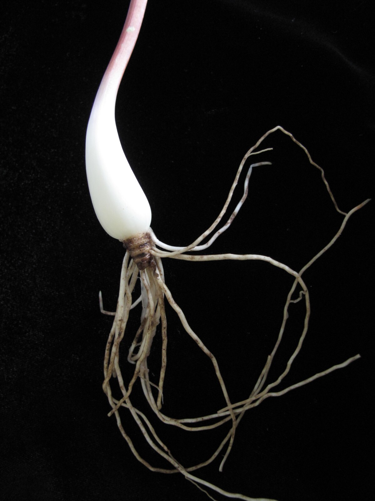 WILD RAMPS Seeds (Allium tricoccum) Ramson Vegetable Wild Garlic Wild Leek Plant