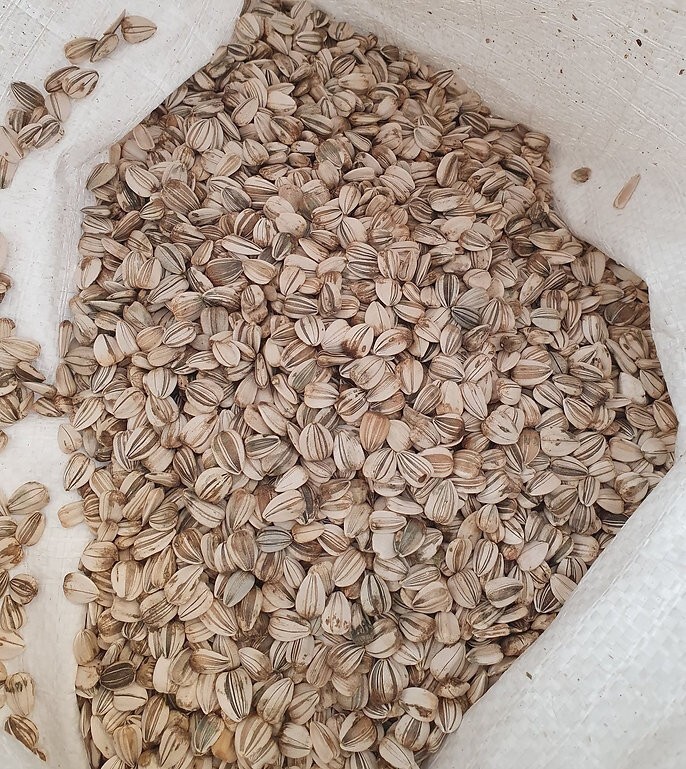Mammoth Grey Stripe Sunflower Seeds 1 LB Pound