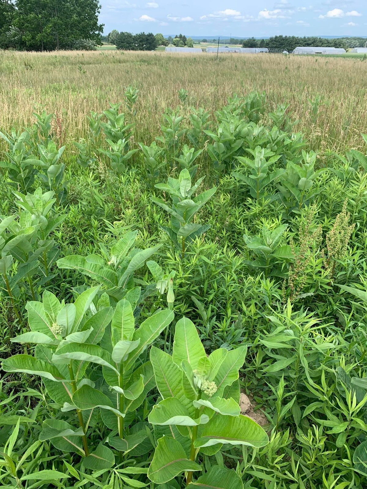 Common Milkweed 100+ seeds (Asclepias syriaca) Help Monarch Butterflies