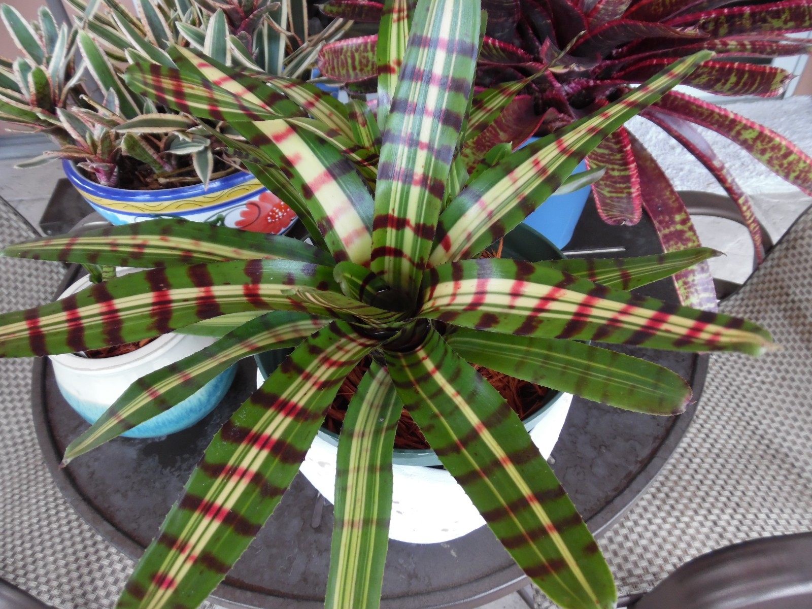 Neoregelia AFTERSHOCK Bromeliad one tropical plant *MEDIUM*