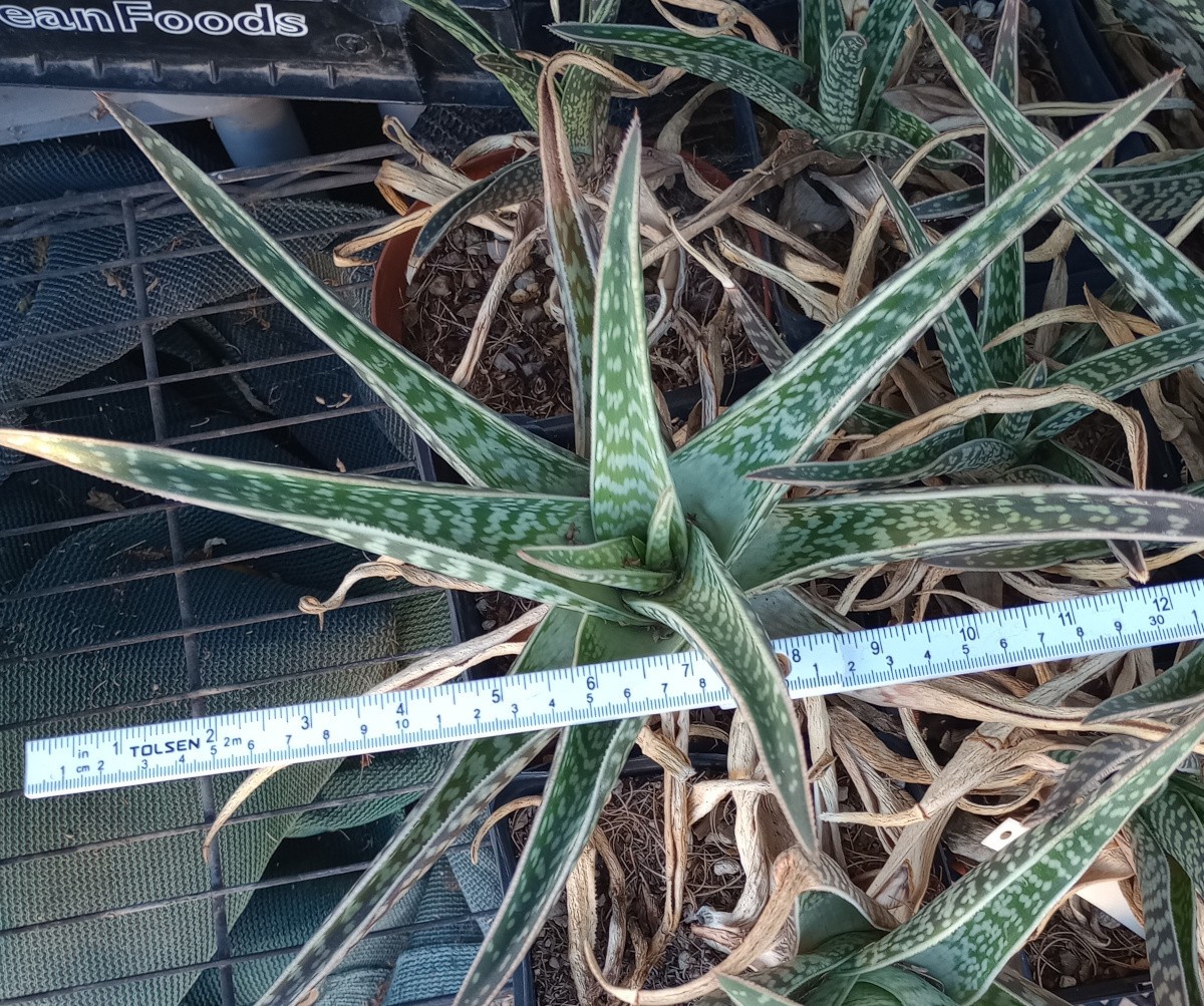 Aloe variegata hybrid Phoenix Botanical Garden Origen Winter Growing Succulent