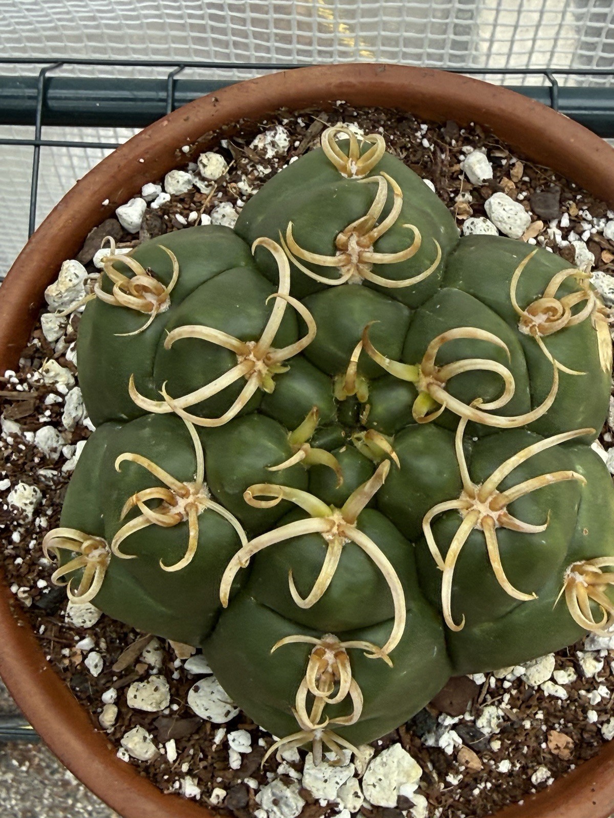 Gymnocalycium denudatum V. Braziliansis / Reaching 5 Inch Wide Now!