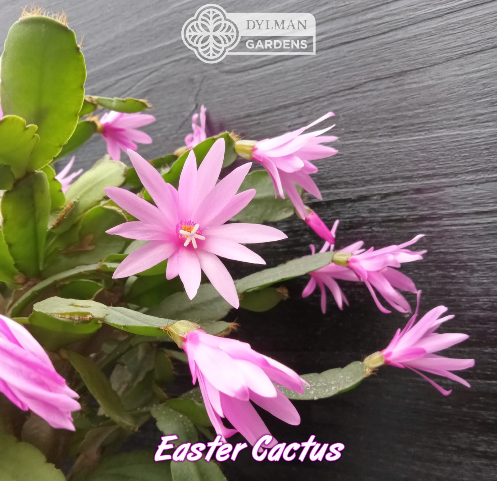 Easter Cactus (Rhipsalidopsis x graeseri) Whitsun Cactus – Multiple Sizes