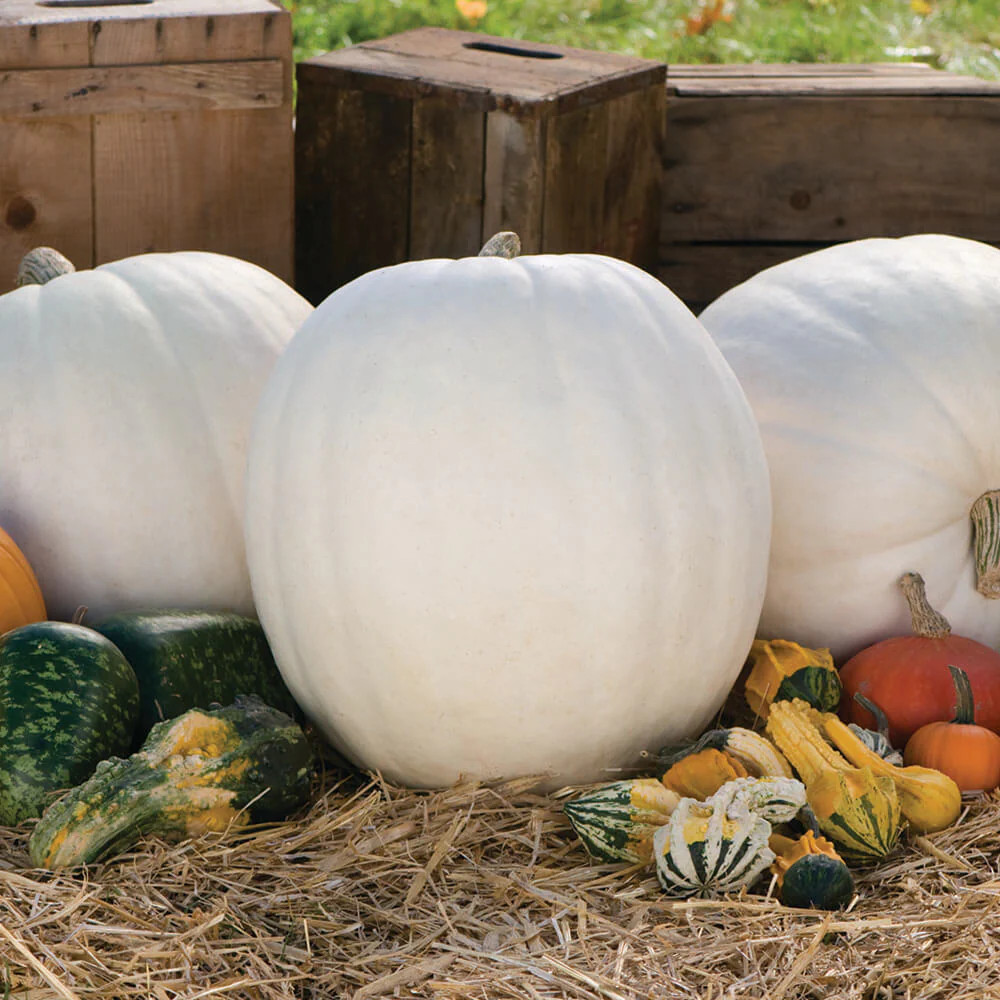 Casper White Pumpkin Seeds | Ghost Queen Lumina Polar Bear Pumpkins Seed 2024