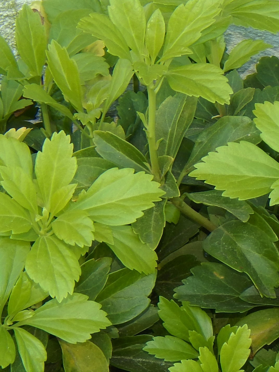Pachysandra 35 Plants Japanese Spurge Ground Cover Perennial Evergreen Organic