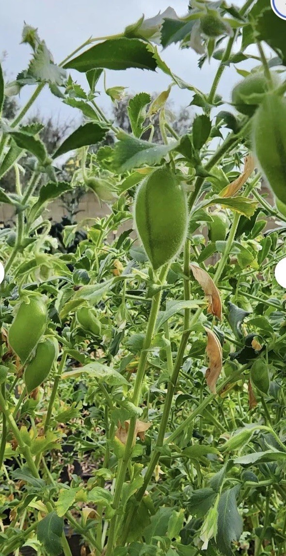 20+Chick PEA / GARBANZO BEAN Chickpea Cicer Arientum Vegetable Seeds Heirloom