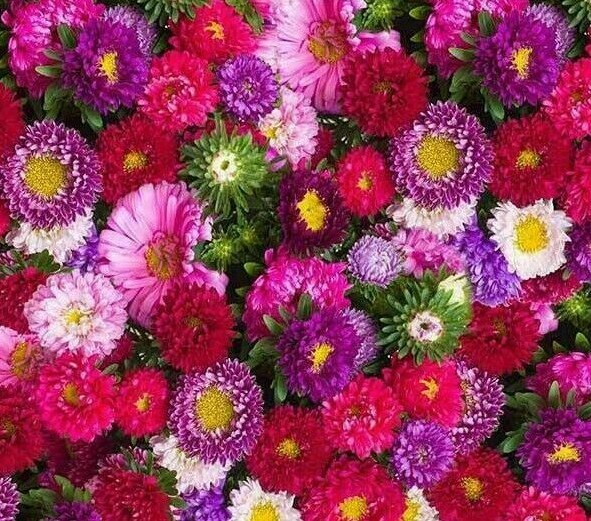 ASTER POWDER PUFF MIX SEEDS 300+ MIXED COLORS ANNUAL pink PURPLE Free Shipping