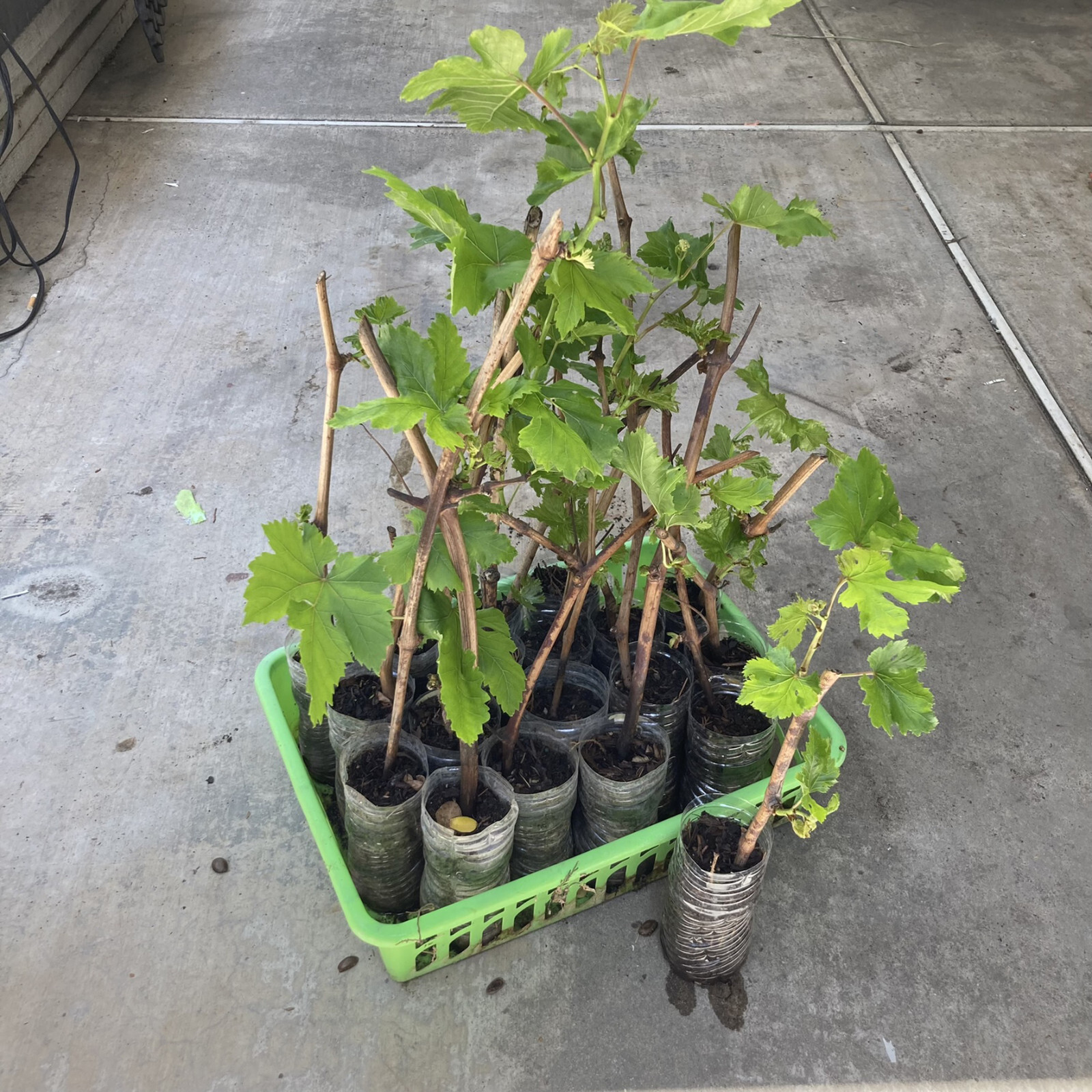 Sweet Red Flame Fruit Seedless Grape Vine Rooted Plants Tree