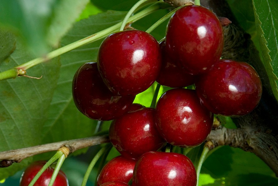 Bing Sweet Cherry Scion Wood Cuttings For Grafting/Rooting UNROOTED (5-15 PCS)