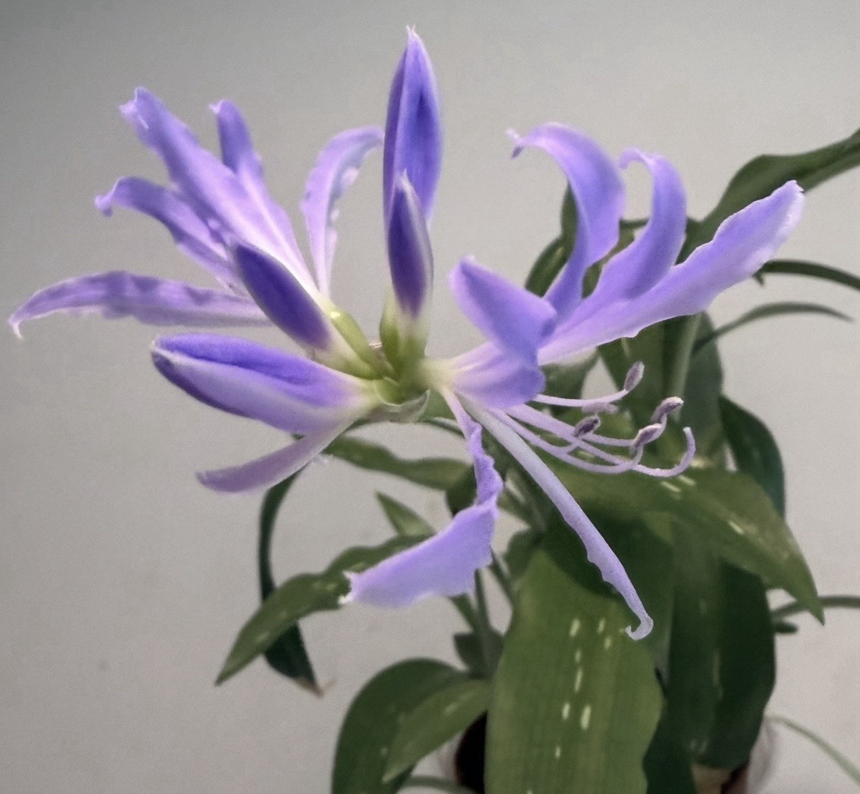 Miniature Blue Amaryllis-Griffinia sp. Mini Worsleya. Endangered spices .Spotted
