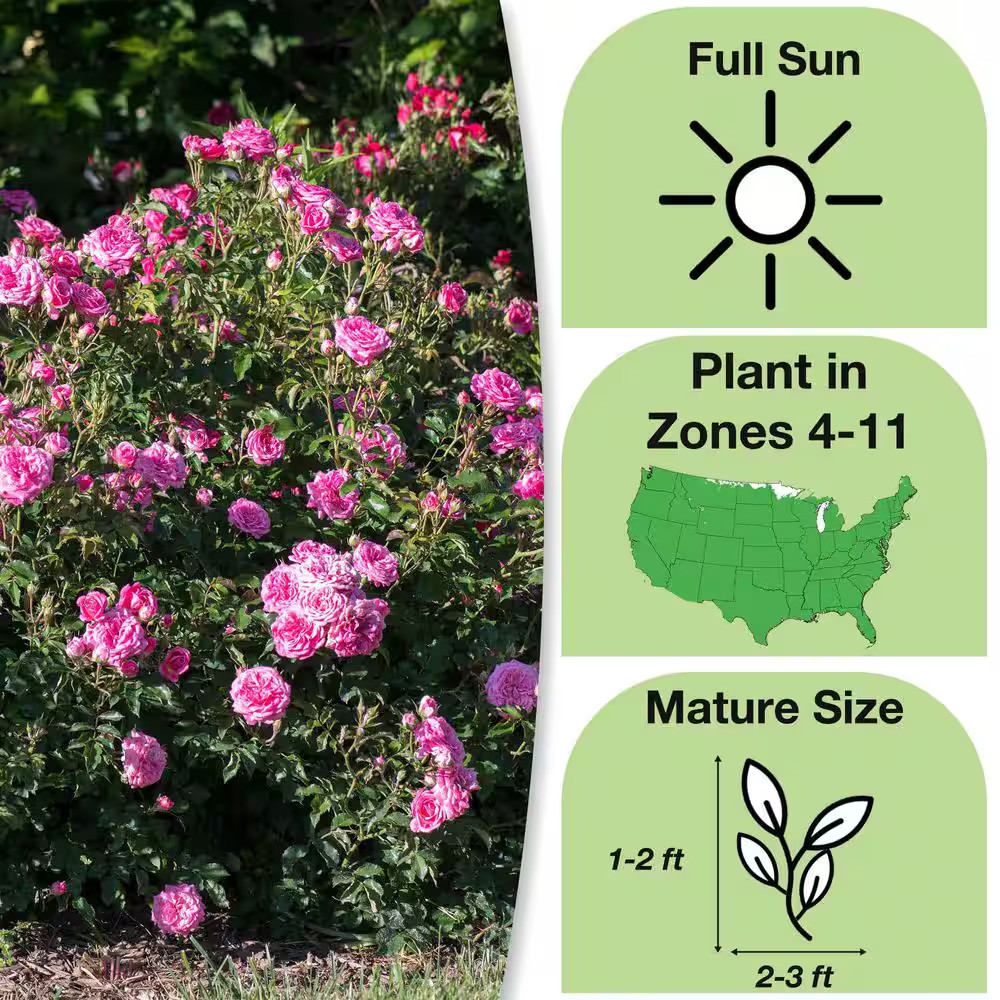 1 Gal. Sweet Drift Rose Bush with Pink Flowers (2-Pack)