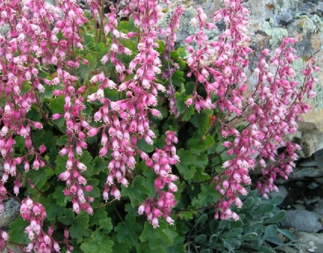 Heuchera pulchella, Fairy Dust 35+ seeds