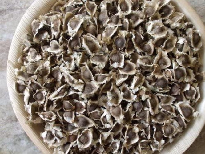100 Moringa Seeds Approx | Moringa Seeds for Planting | Edible, Excellent Ger…