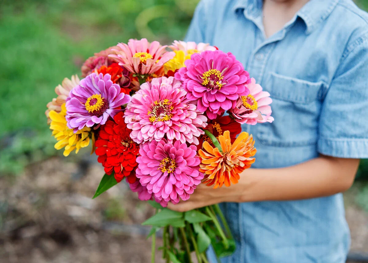 100 CALIFORNIA GIANT ZINNIA FLOWER MIX SEEDS ~ 2026 ~ heirloomseedguy ~ USA