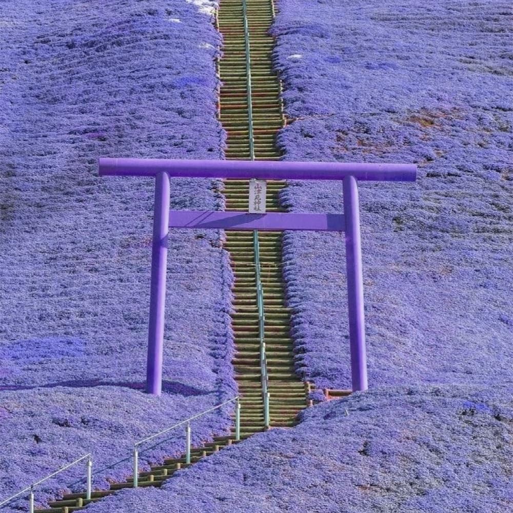 22000+ Blue Creeping Thyme Seeds for Planting Red, Blue, Yellow, white, pink.