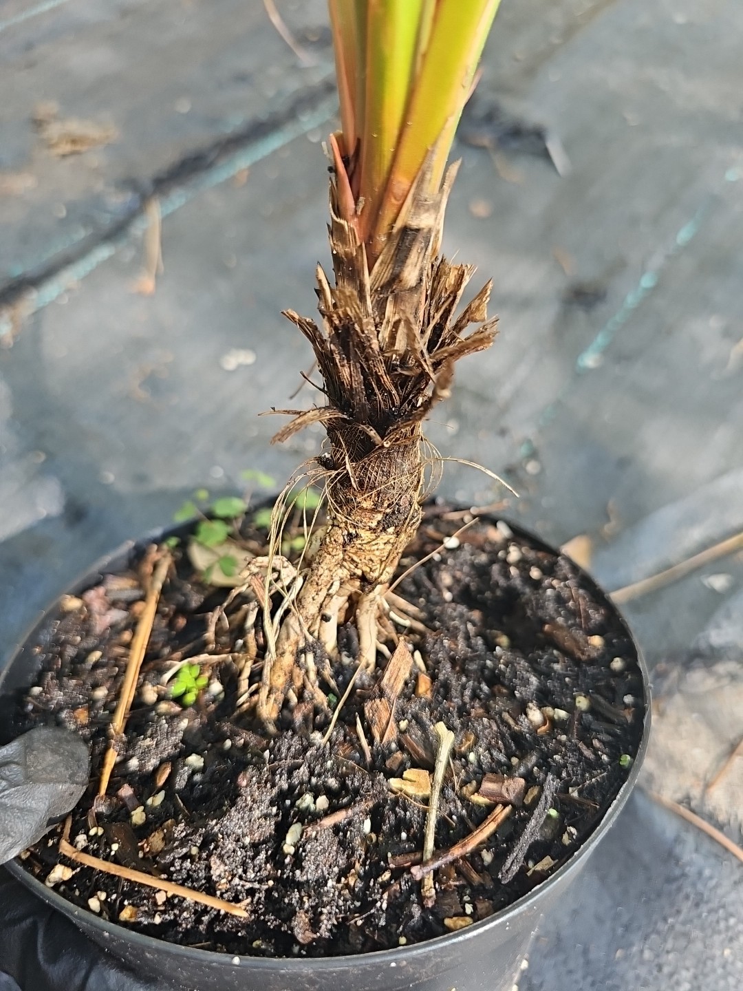 Screw Pine screwpine tree Pandanus utilis
