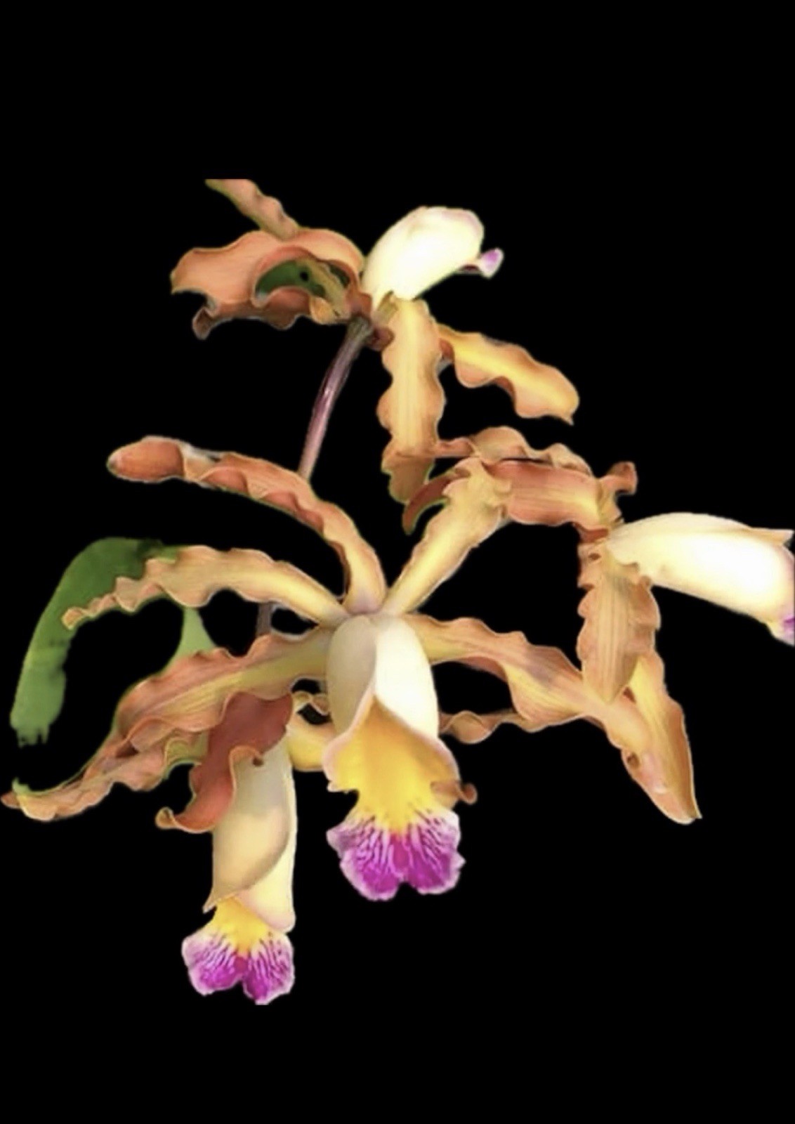 Myrmecocattleya Luster ‘Gazelle’ Schomburgkia Orchid Plant Bare Root