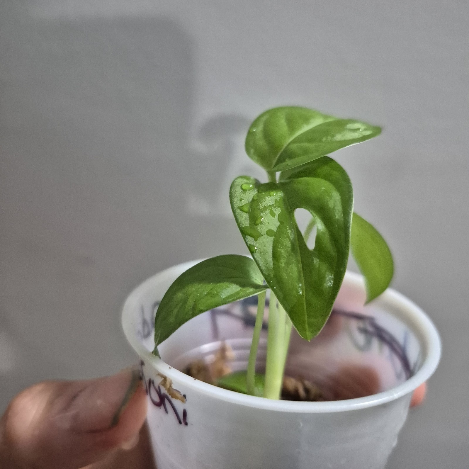 Monstera Adansonii – Monstera Swiss Cheese – 2.5 Inch – EXACT PLANT