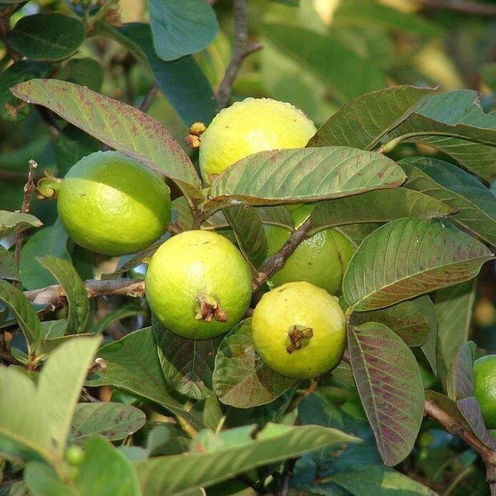 White Guava Starter Plant – 6-10in Tall – 4in Pot – Guava Tropical Fruit