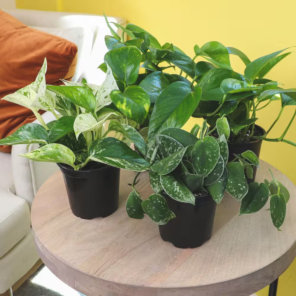 4.25 in. Pothos Asst (4-Pack)