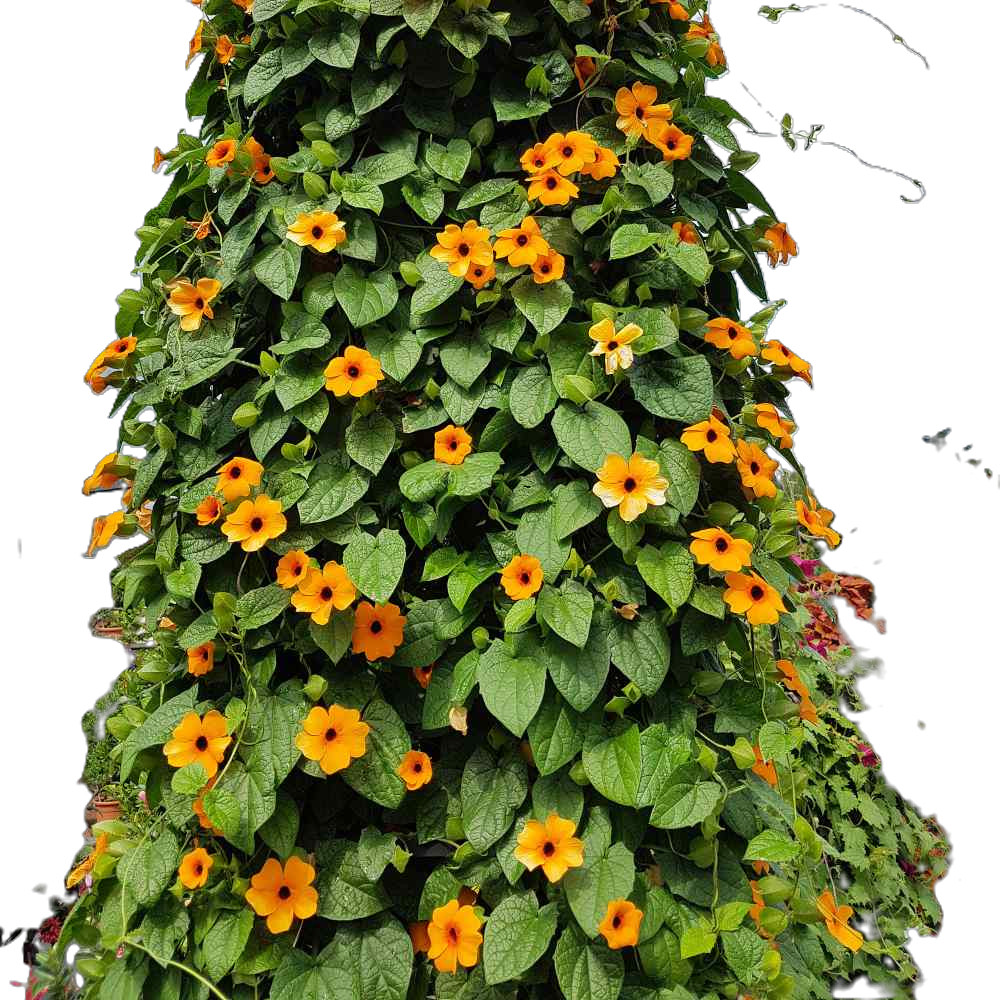 Black Eyed Susan Vine. (25) Seeds. Free Shipping!