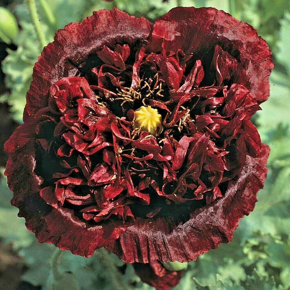 5 BLACK SEA GOLDEN PISTOL TREE PEONY SEEDS – (Paeonia suffruticosa)