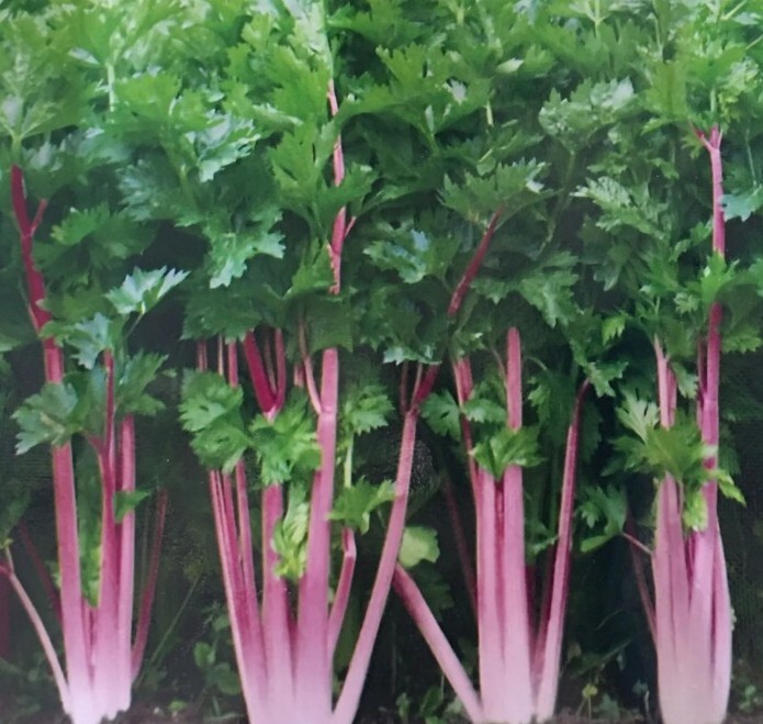 20 +Chinese Pink Celery Seeds Rose Celery Kan-tsai Kunchoy Qincai Kan-tsai USA